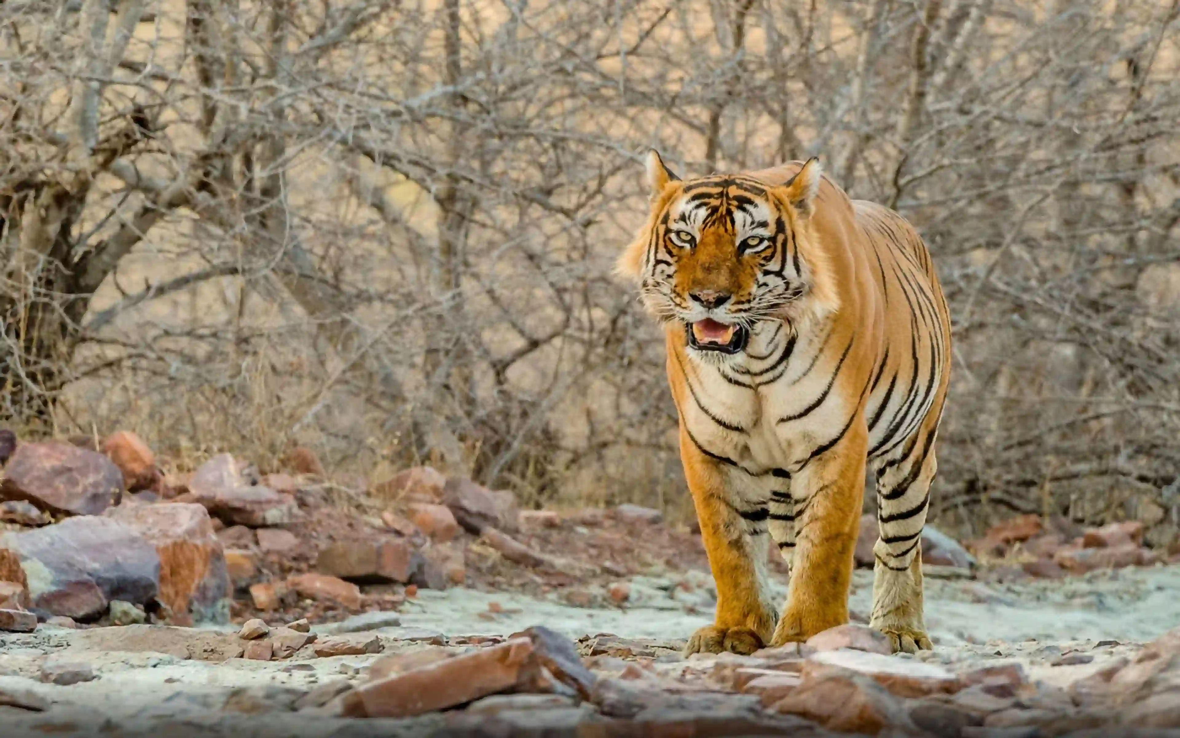 Delhi Agra Jaipur Ranthambore 7 Days Golden triangle tour